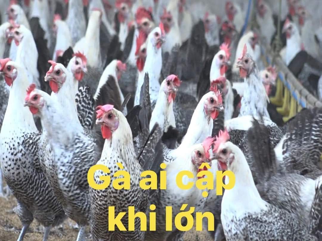 gà công nghiệp (gà ai cập) khi trưởng thành